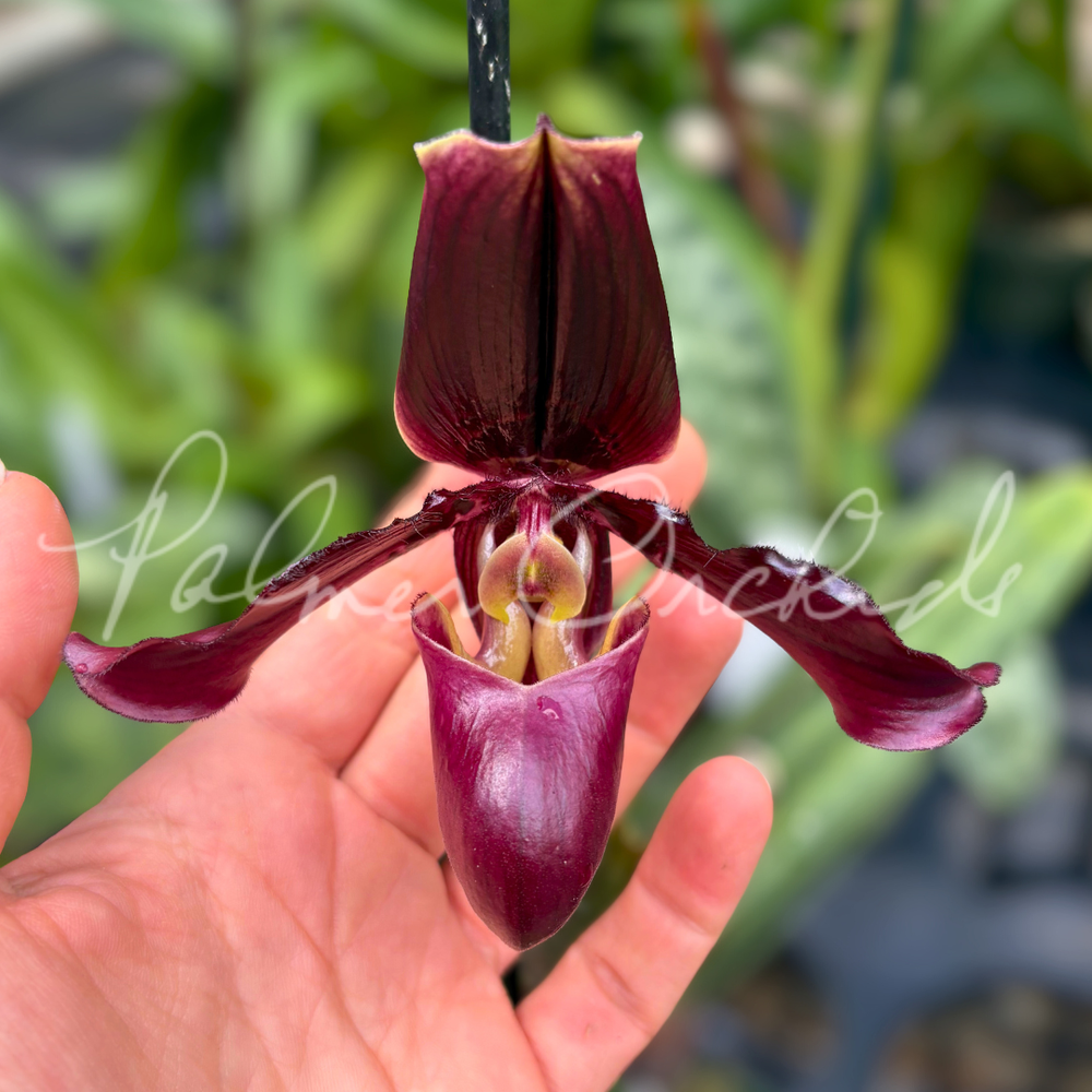 Paph. Envy Green — Palmer Orchids
